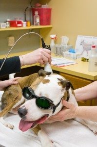 Dog-Treatment-3-199x300
