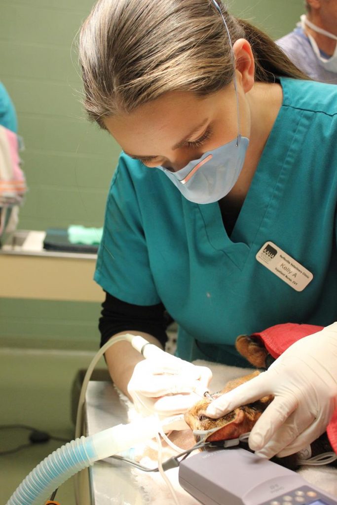 Veterinary Dentistry in Lancaster, PA Neffsville Veterinary Clinic